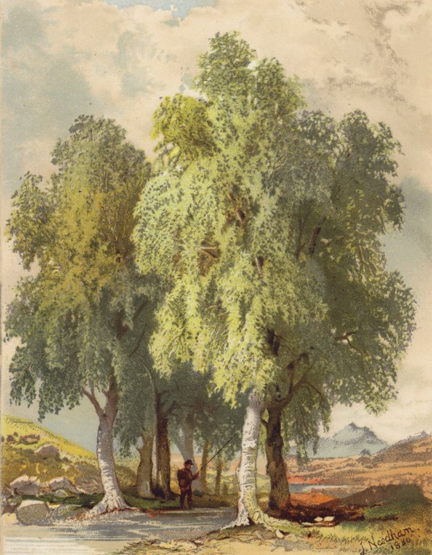 Skupina bříz (barevná litografie) od Joseph Needham