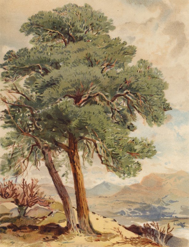 Skotská jedle, scéna z Vysočiny (barevná litografie) od Joseph Needham
