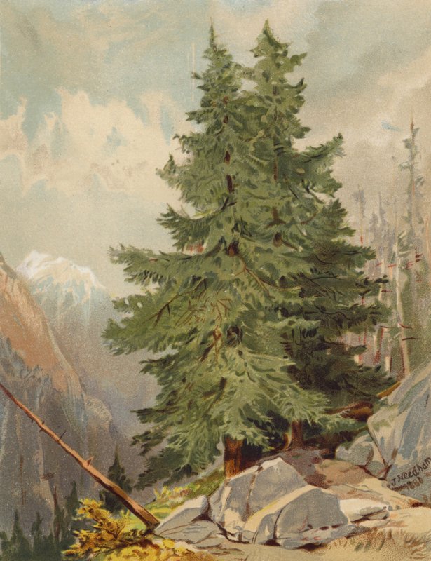 Modřín, alpská scéna (barevná litografie) od Joseph Needham