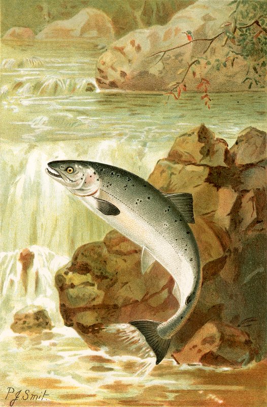 Lososí skok od Joseph Smit