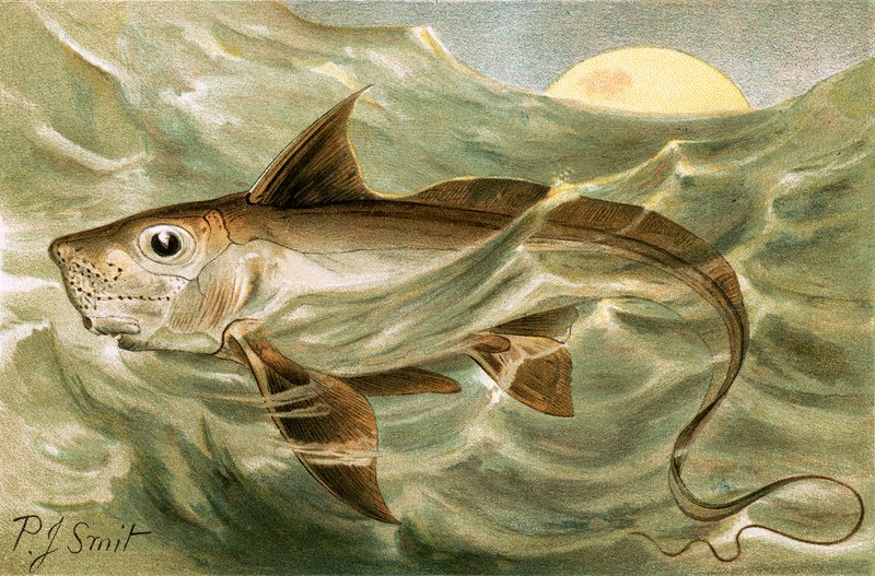 Chimaera od Joseph Smit