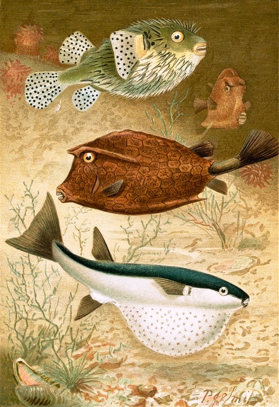 Globe fish a Coffer fish od Joseph Smit
