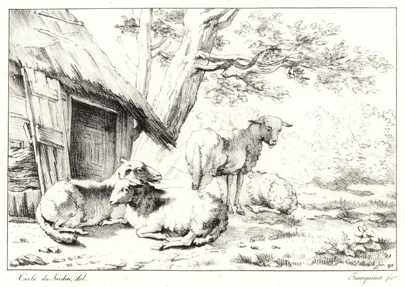 Ovce od Karel Dujardin