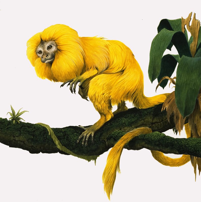 M jako Marmoset od Kenneth Lilly