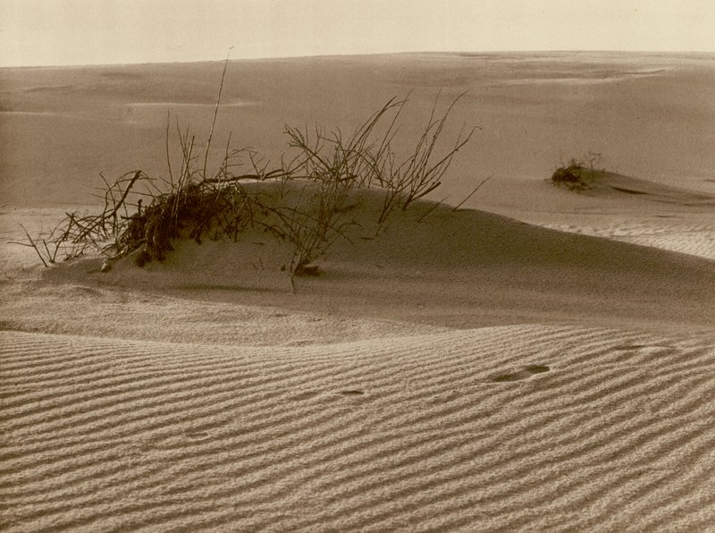 Bludná duna na Kurské kose severně od Rossittenu; Posunující se duna jedna Kurská písečná kosa na severu Rossittenu (černobílá fotografie) od Kurt Hielscher
