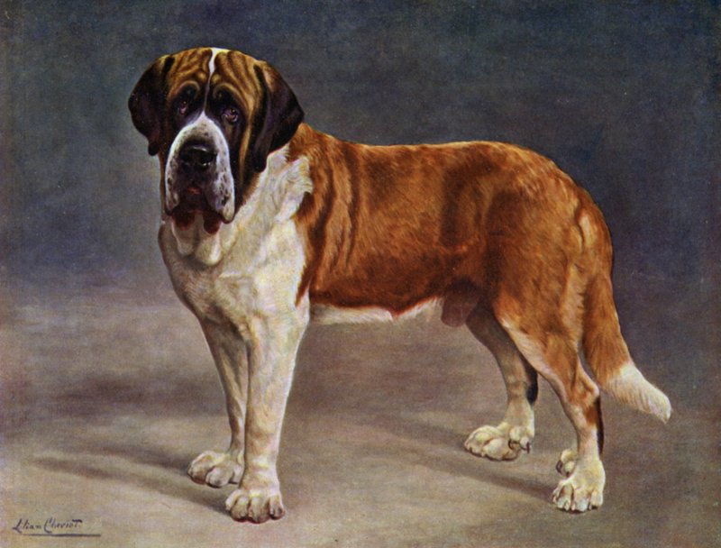 Hladkosrstý St Bernard Champion the Viking od Lilian Cheviot