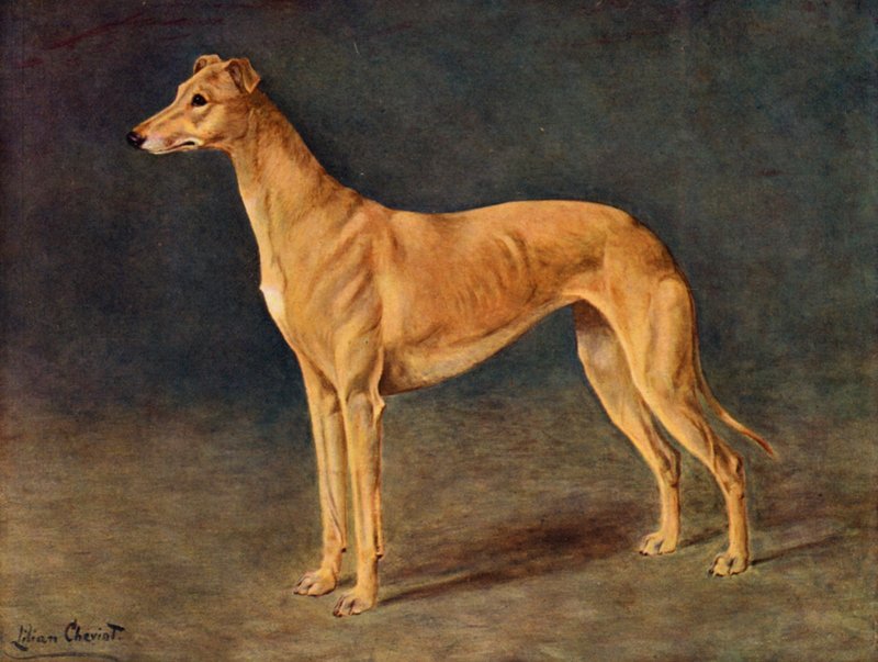 Úspěšný coursing Greyhound Fena Age of Gold od Lilian Cheviot