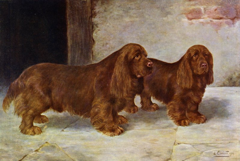 The Sussex Spaniels, Champion Rosehill Rock a Champion Rosehill Rag od Lilian Cheviot