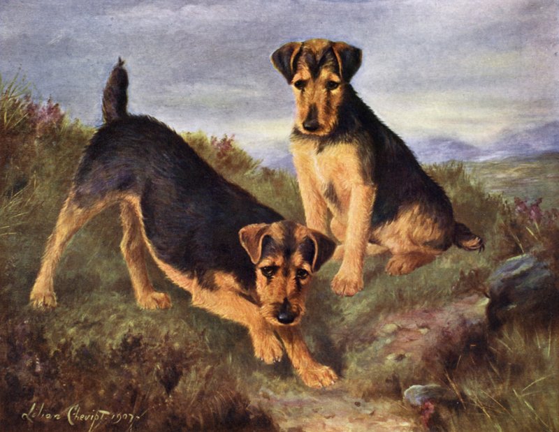 Velšští teriéři Glansevin Coquette a Champion Glansevin Coda od Lilian Cheviot