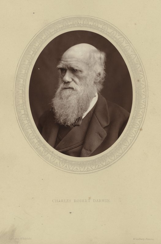 Portrét Charlese Darwina od Lock and Whitfield