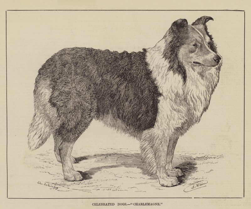 Slavní psi, Karel Veliký od Louis Wain