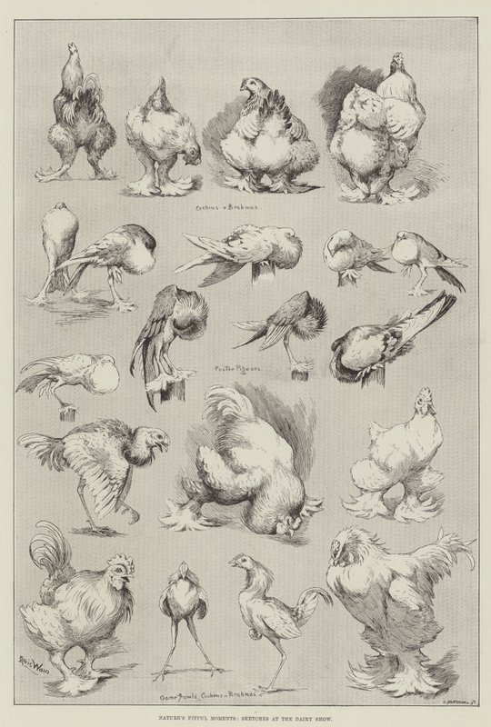 Bouřlivé okamžiky přírody, náčrtky na výstavě mléčných výrobků od Louis Wain