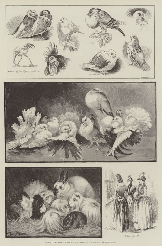 Výstava drůbeže a holubů v Crystal Palace od Louis Wain