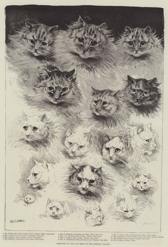 Náčrtky výstavy koček v Crystal Palace od Louis Wain