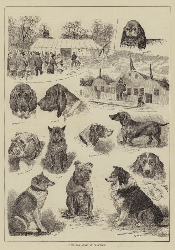 Výstava psů ve Warwicku od Louis Wain