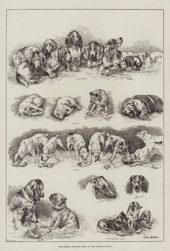 Výstava psů Kennel Club v Crystal Palace od Louis Wain