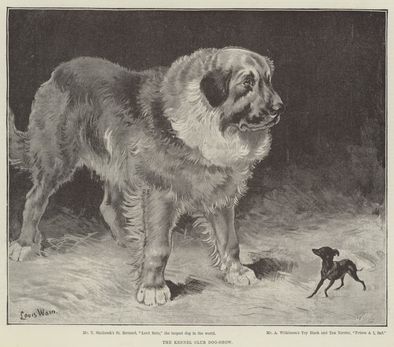 Výstava psů Kennel Club od Louis Wain