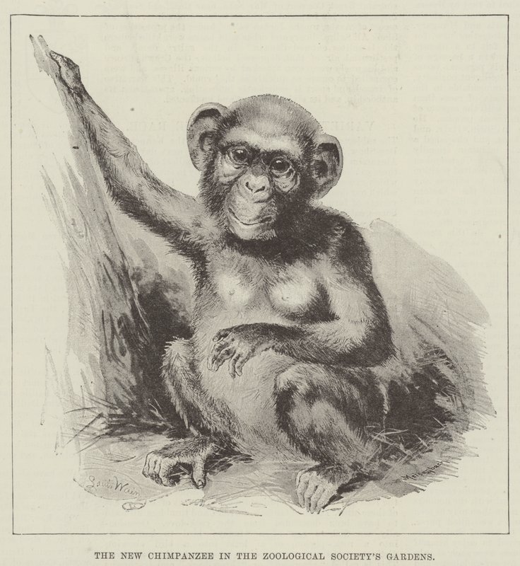 Nový šimpanz v zahradách Zoologické společnosti od Louis Wain