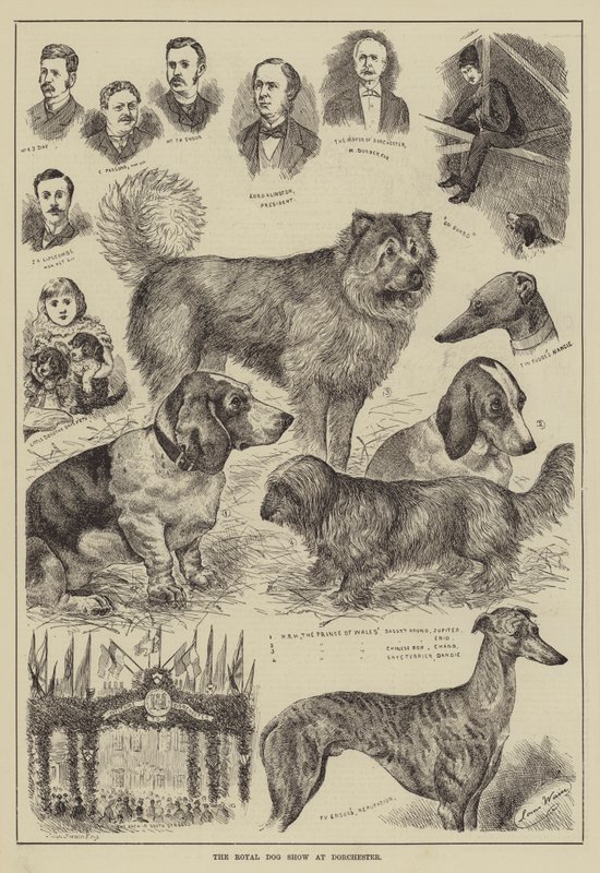 Královská výstava psů v Dorchesteru od Louis Wain