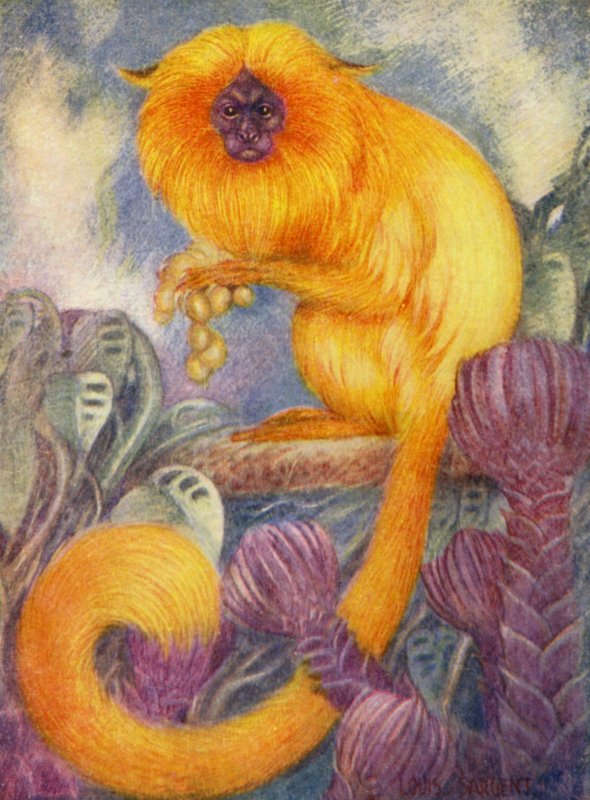 V ZOO: Opice marmoset (barva lito) od Louis Augustus Sargent