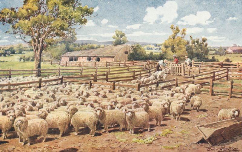 Scéna na australské ovčí stanici (barevné lito) od Louis Fairfax Muckley