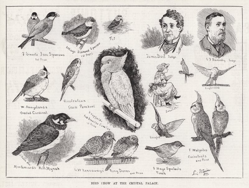 Bird Show v Crystal Palace (rytina) od Louis Wain