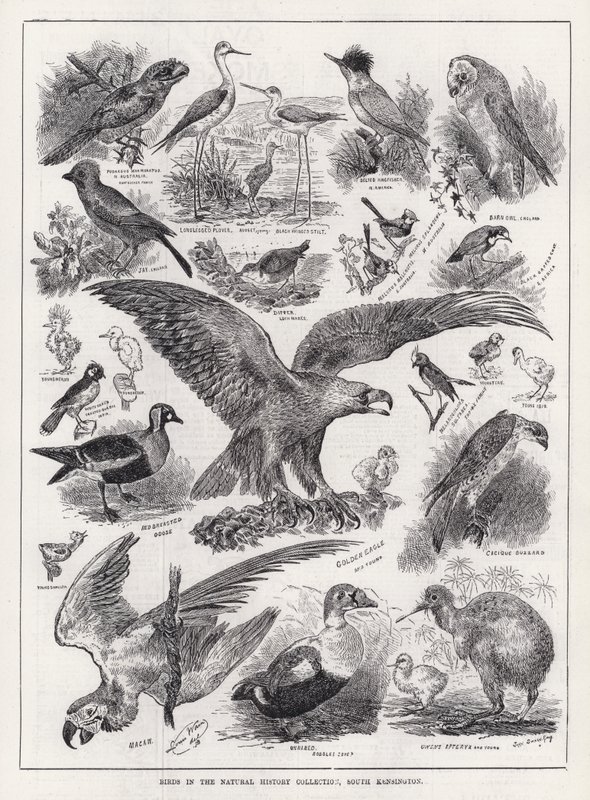 Závěsný od Louis Wain