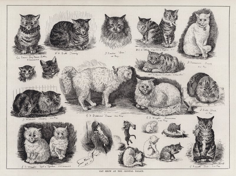 Závěsný od Louis Wain