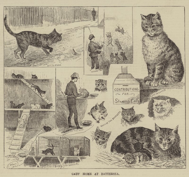 Kočičí domov v Battersea od Louis Wain