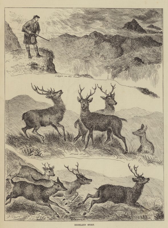 Highland Sport od Louis Wain