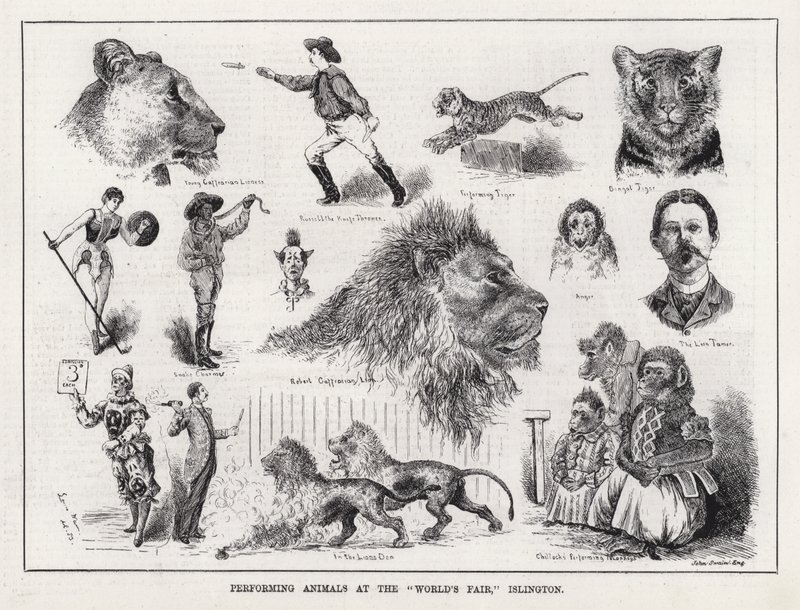 Závěsný od Louis Wain