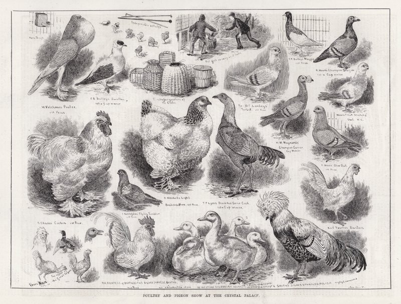 Výstava drůbeže a holubů v Crystal Palace (rytina) od Louis Wain