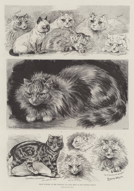 Vítězové na Národní klubové výstavě koček v Crystal Palace od Louis Wain