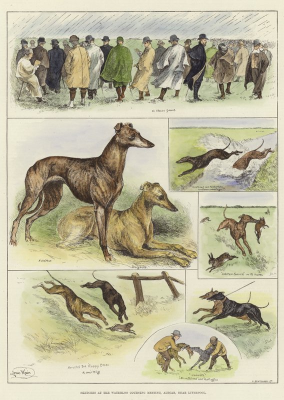 Náčrty na setkání Waterloo Coursing Meeting od Louis Wain