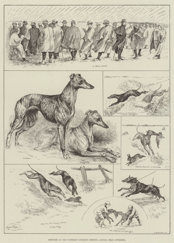 Náčrtky na Waterloo Coursing Meeting, Altcar, poblíž Liverpoolu (rytina) od Louis Wain