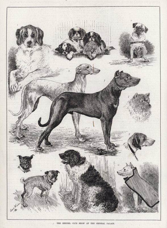 Výstava Kennel Club Show v Crystal Palace (rytina) od Louis Wain