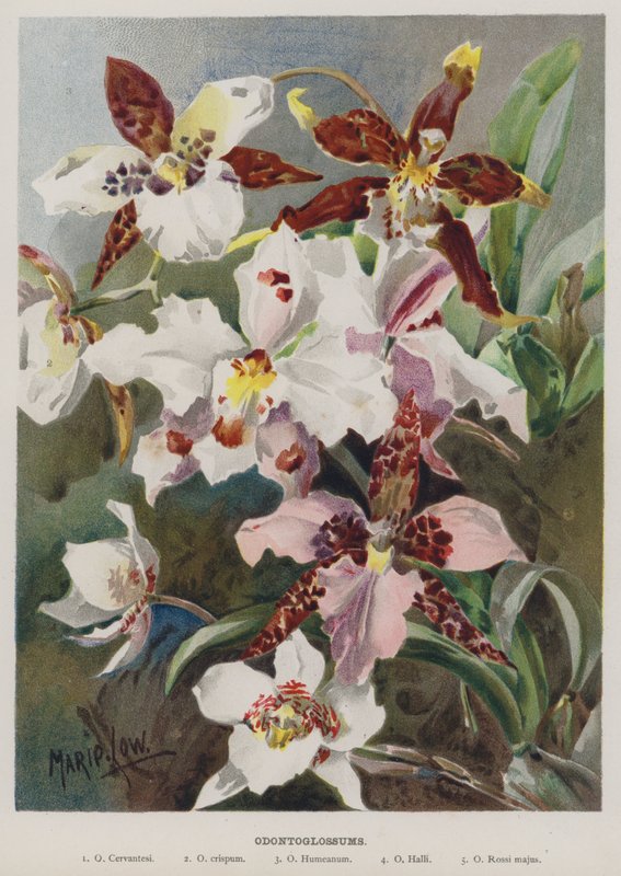 Odontoglossum od Marie Low