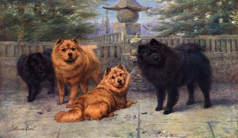 Čtyři Champion Chow-Chow v majetku paní Scaramanga od Maud Earl