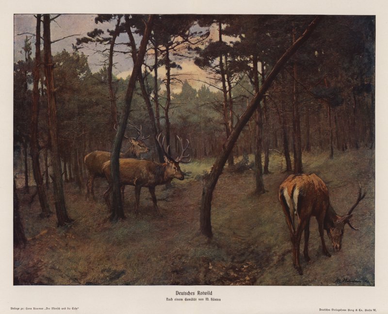 Německý jelen (barevná litografie) od Max Hunten Hunten