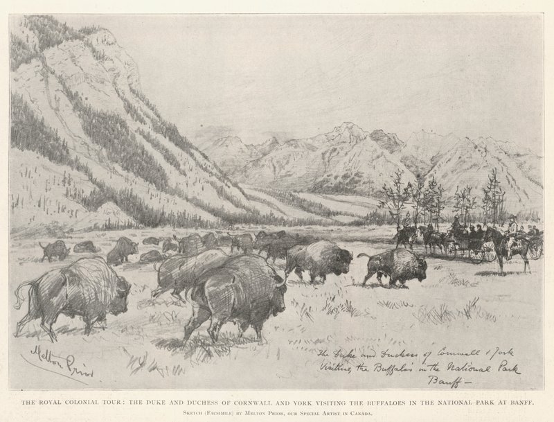 Královská koloniální prohlídka, vévoda a vévodkyně z Cornwallu a Yorku na návštěvě Buffaloes v národním parku v Banff od Melton Prior