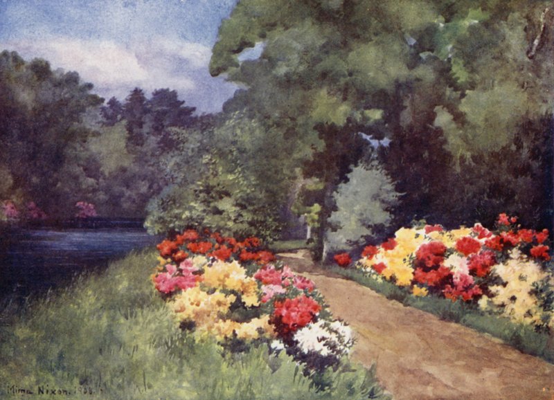Azalky, Het Loo (barva lito) od Mima Nixon