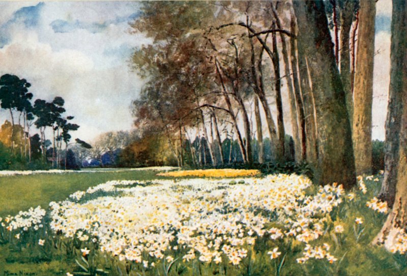 Park, Sandringham od Mima Nixon