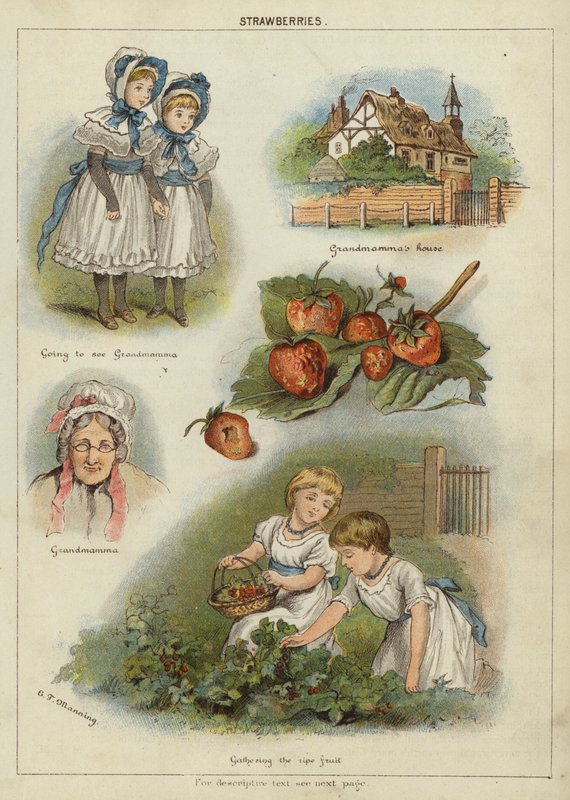 Jahody (chromolitho) od Miss Eliza F. Manning