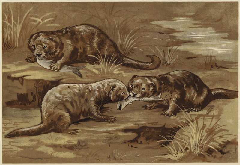 O vydrách (litho) od N. Parker