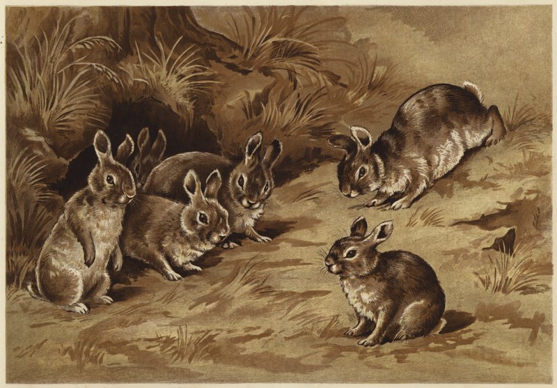 Zajíčci (litho) od N. Parker