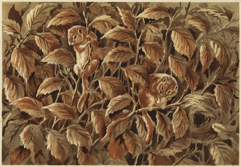 Dorothy, péro a plch (litho) od N. Parker