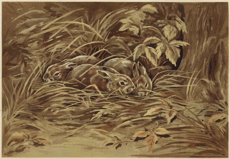 Malí zajíci (litho) od N. Parker