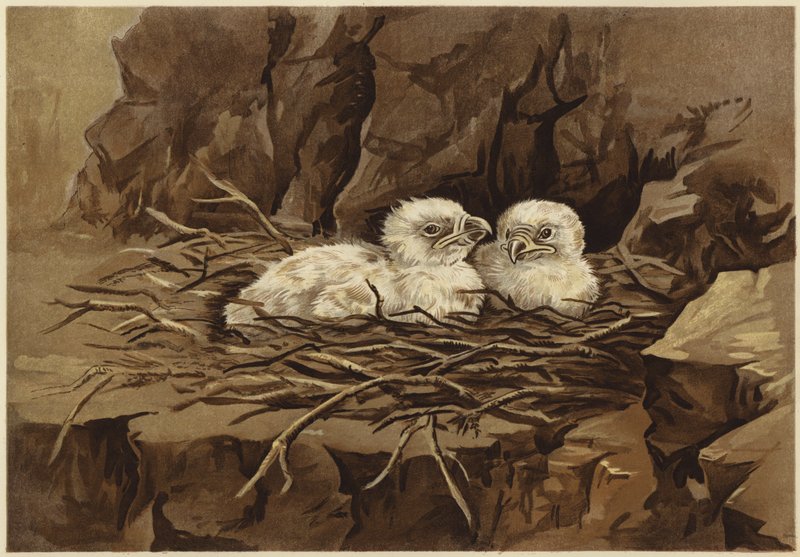 Orlí orlí hnízdo (litho) od N. Parker