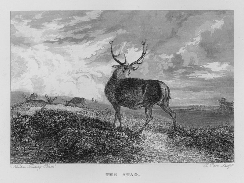 The Stag (rytina) od Newton Fielding