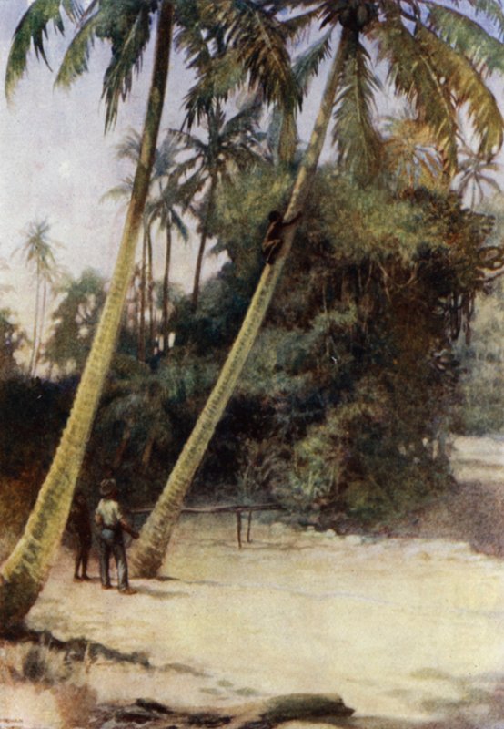Solomon Island Boy šplhá po zelených kakaových oříšcích poblíž Gavutu na Nové Floridě (barva litho) od Norman Hardy